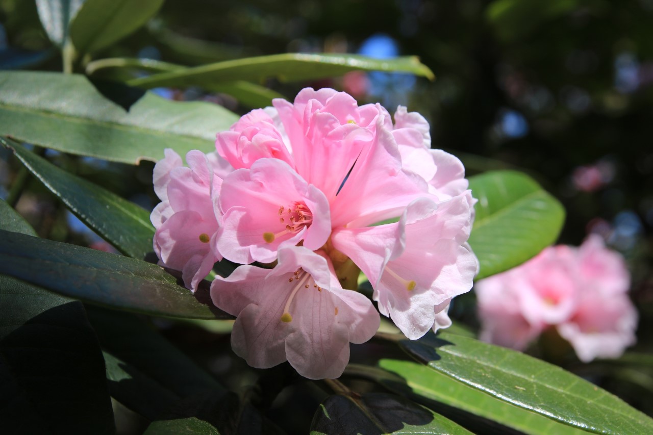 R. argyrophyllum